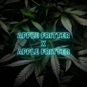 Apple Fritter x Apple Fritter Feminized Seeds | 10 Pack