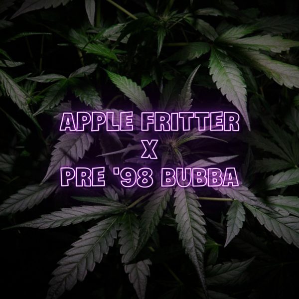 pre '98 bubba x apple fritter seeds