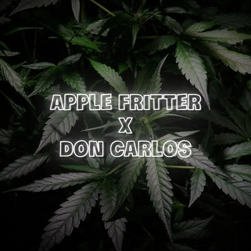 don carlos x apple fritter seeds feminized
