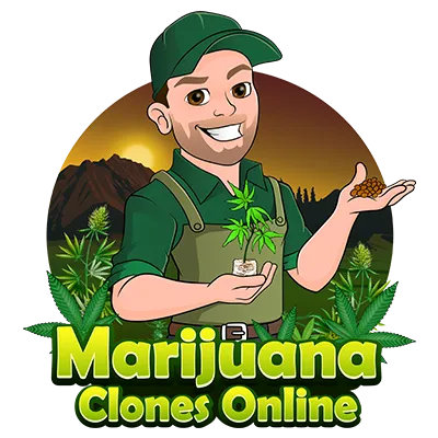 marijuana clones online