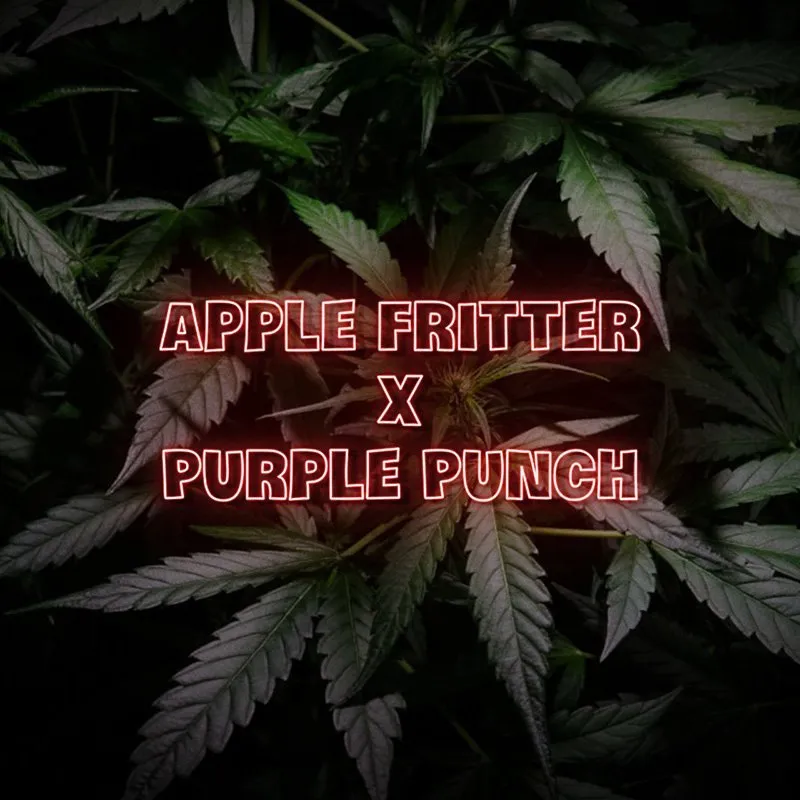 apple fritter x purple punch cannabis seeds