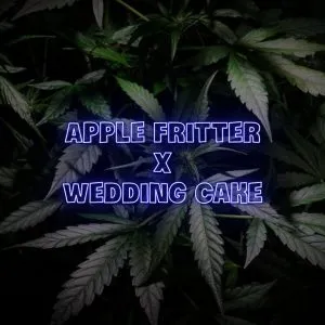 Apple Fritter x Wedding Cake Feminized Seeds | 10 Pack