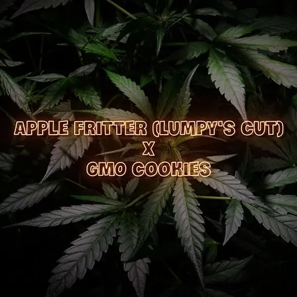 apple fritter x gmo cookies seeds