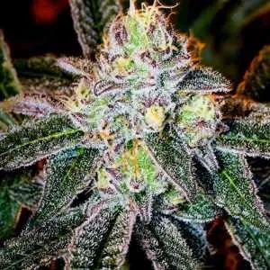 ice cream cake cannabis clones