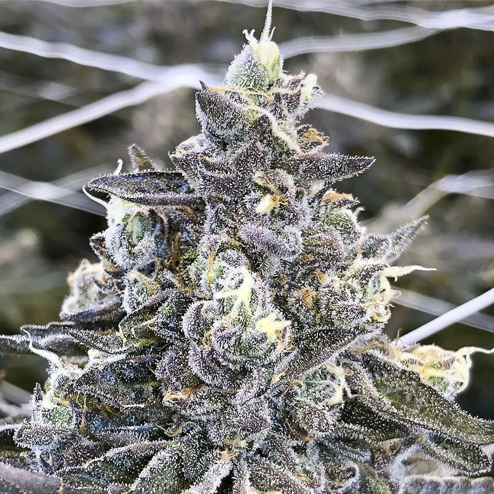 apple fritter cannabis clone