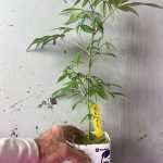 Custom Cannabis Teen Order (Nursery #2) | 12″-16″ Tall