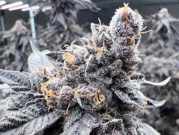 jealousy cannabis plant in flower