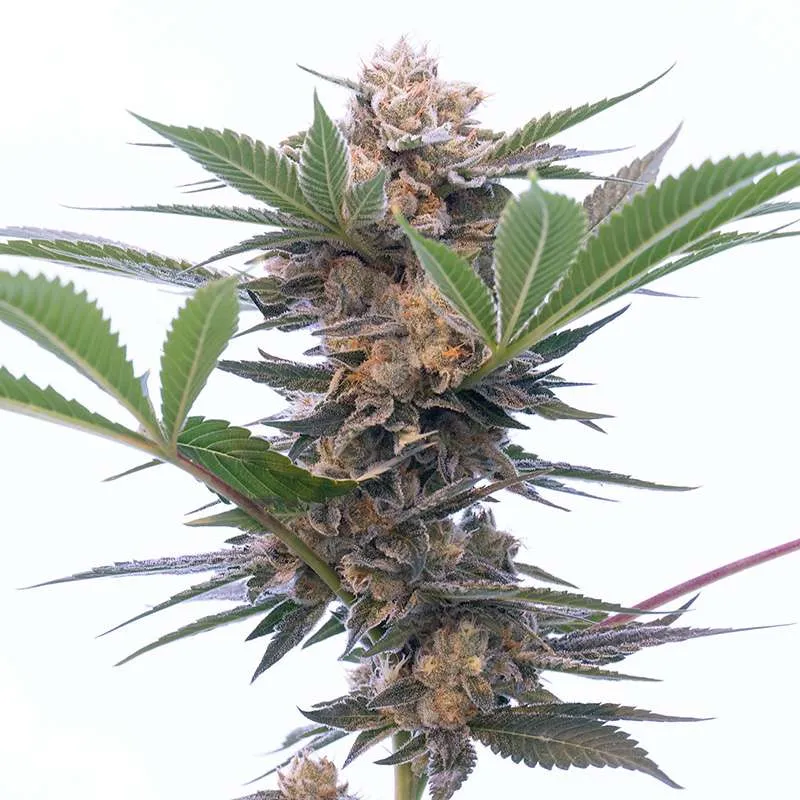Grandaddy Purple Seeds - Feminized Autoflower