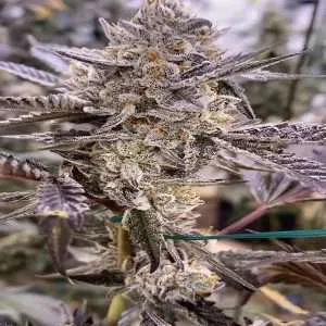 jokerz candy flower
