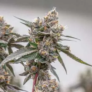 lemon cherry gelato clones 1