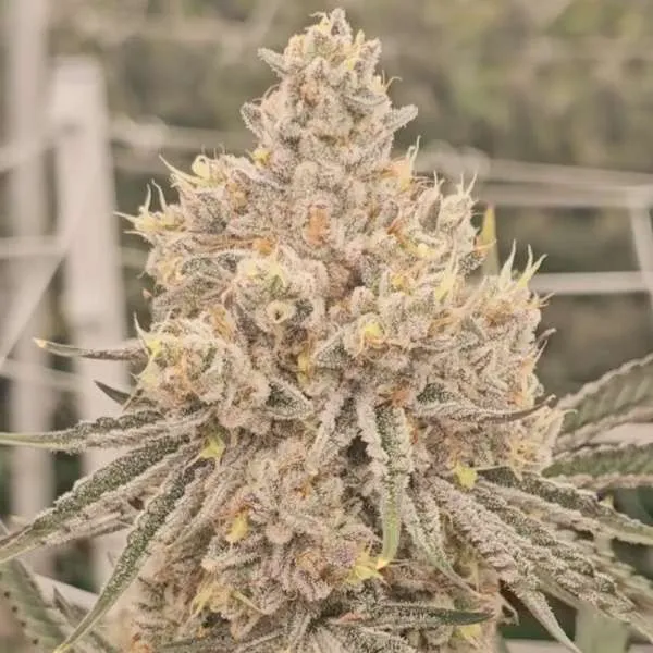 Dante's Inferno #8 cannabis clone, Mile High Dave Cut, pheno-hunted strain at 28% THC