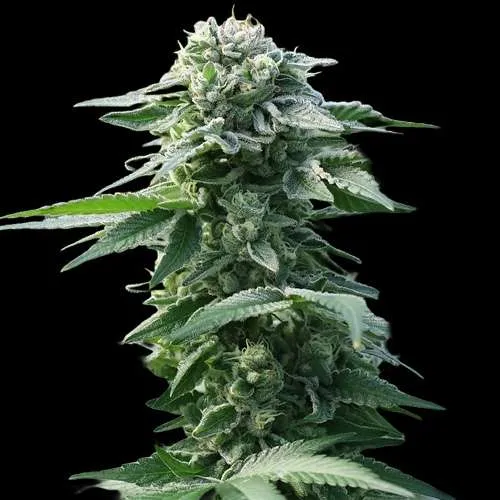 kush mints clones