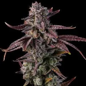 gg4 clones