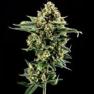 motorbreath 15 cannabis clones