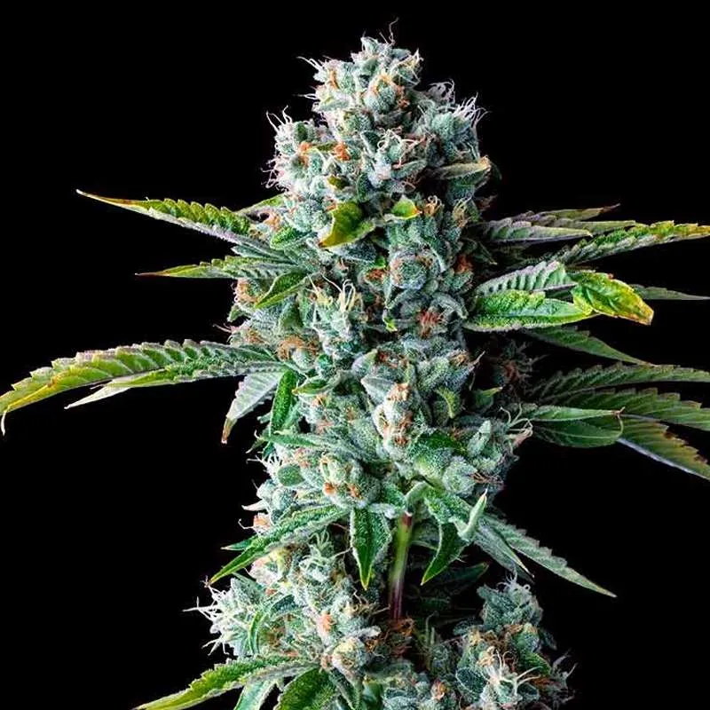 Skywalker OG Clone
