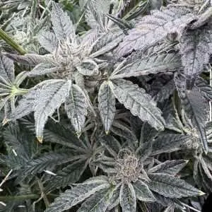 venom runtz cannabis clone