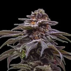 berry pie cannabis clones