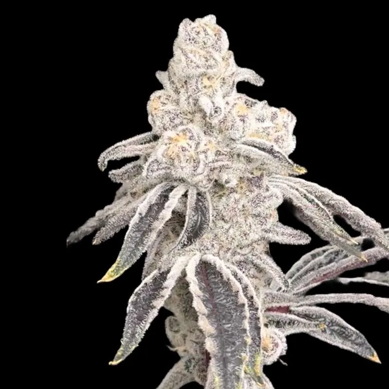 Platinum Lemon Cherry Teen (12″+ Tall)