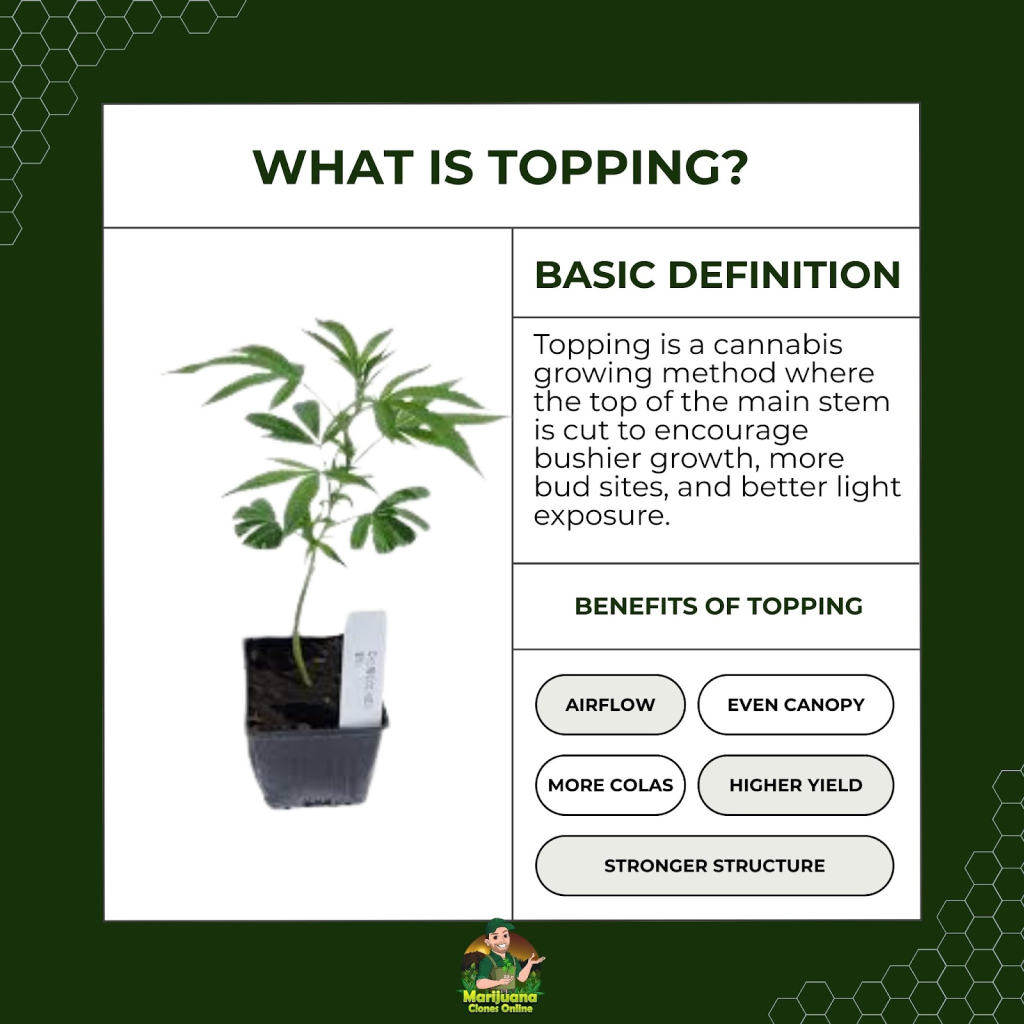 Topping Cannabis Plants | When and How to Do It Right - Marijuana Clones  Online | Premium Cannabis Clones For Sale