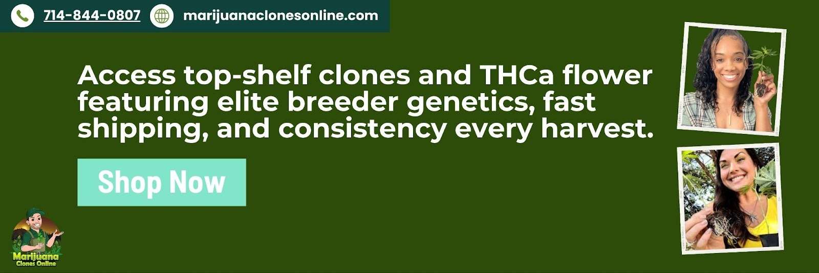 Shop top-shelf cannabis clones and THCa flower at Marijuana Clones Online