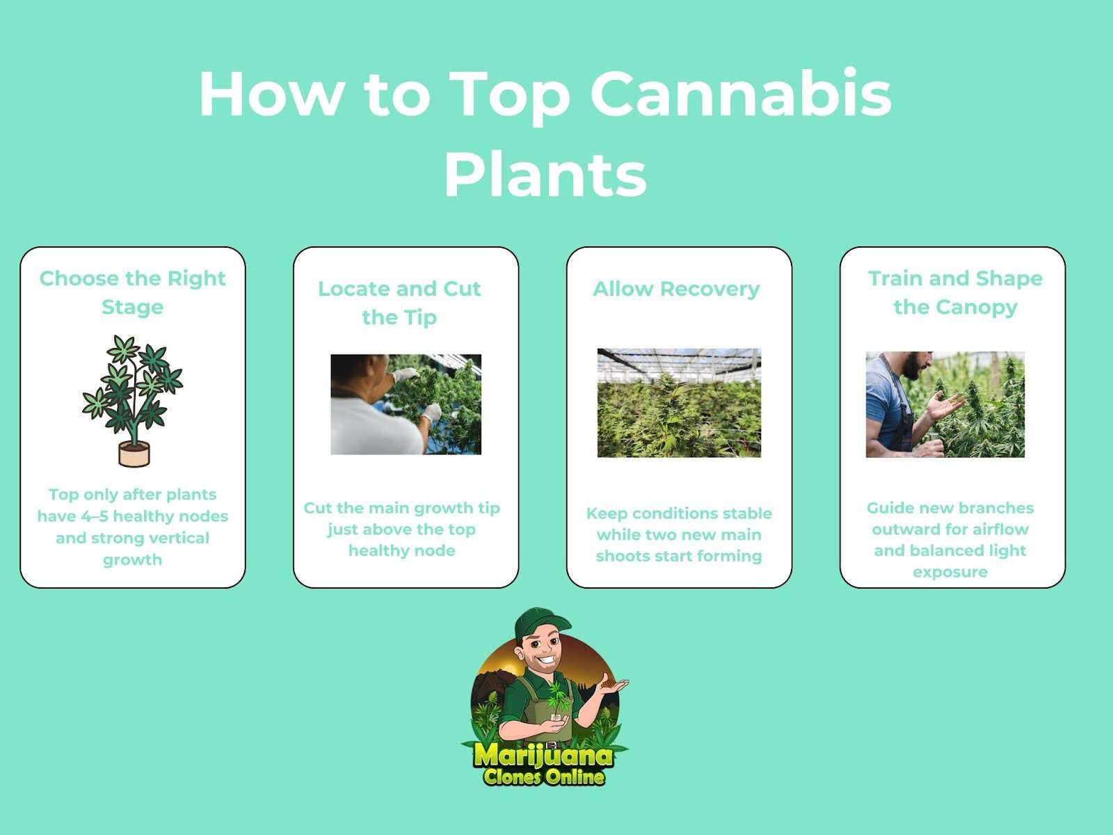 How to top cannabis plants infographic: choose the right stage, cut the growth tip, allow recovery, then train the canopy