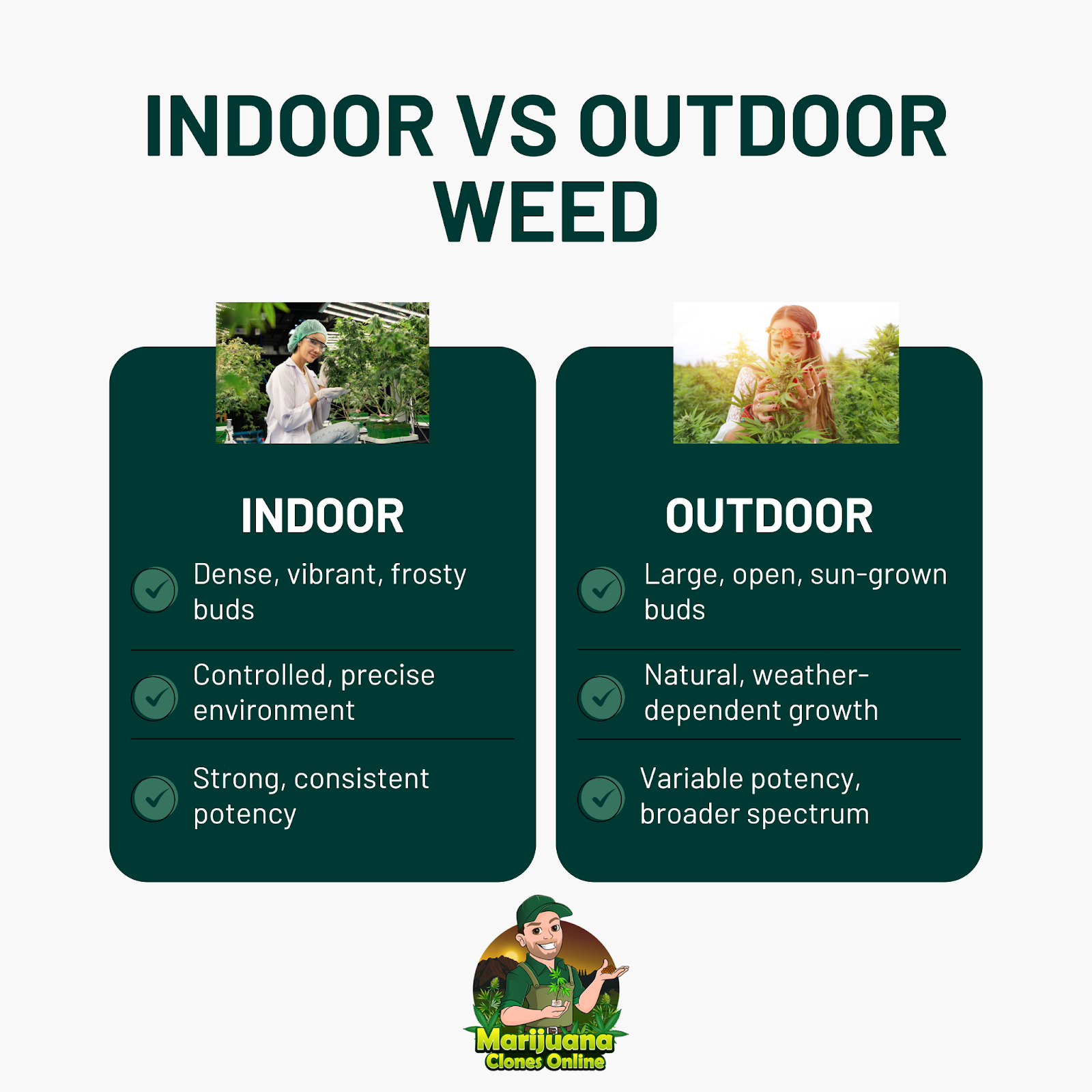 Indoor vs outdoor weed comparison infographic: indoor produces dense, frosty buds with consistent potency; outdoor produces larger, sun-grown buds