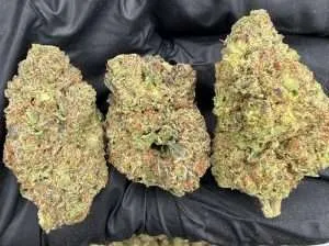 Gelato - High End Dep Plus