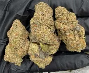 Lemon Bars - Indoor