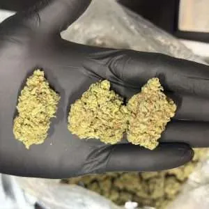 Frosted Donutz - High End Dep Plus 33% Indica THCa Flower
