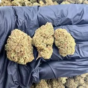 Blue Poppers - Standard Dep