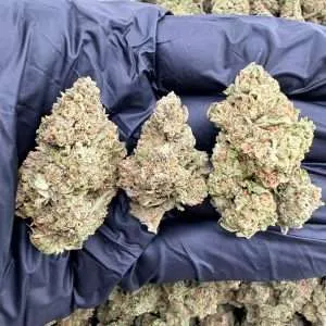 Cadillac Rainbow - High End Dep