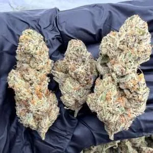 Parisian Kush - Exotic