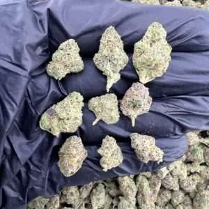 Black Piranha - Exotic Smalls