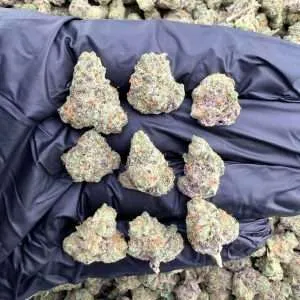 Lemon Zangria - Exotic Smalls