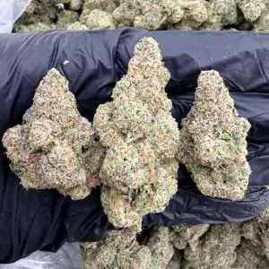 White Walker OG - Exotic