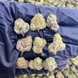 Blueberry Haze - Exotic Smalls