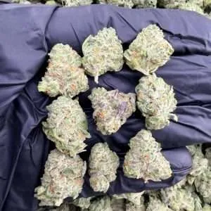 Blueberry Muffin - Organic Exotic Smalls