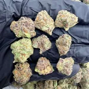 Blueberry Pancake - AAA Indoor smalls