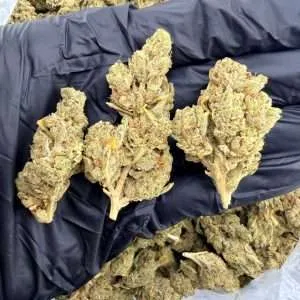 Blueberry Punch - Standard Dep