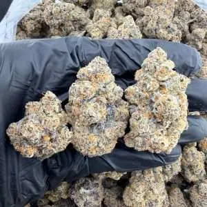 Candy Flip - Organic Exotic