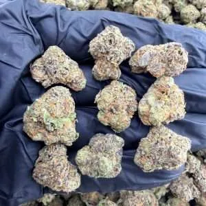 Grape Jolly Rancher - Indoor