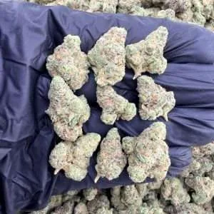 Gushers - Exotic smalls