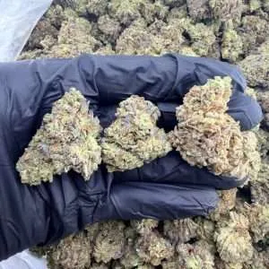 Jelly Cake - Standard Dep