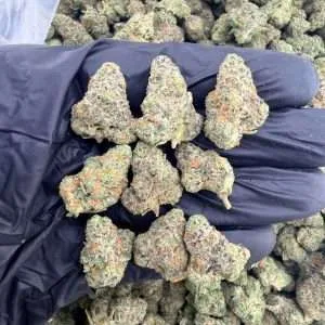 Street Guru - Exotic smalls