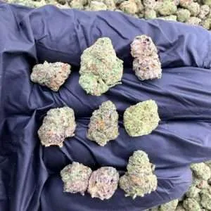 Sugar Cookies - AAA Indoor Smalls